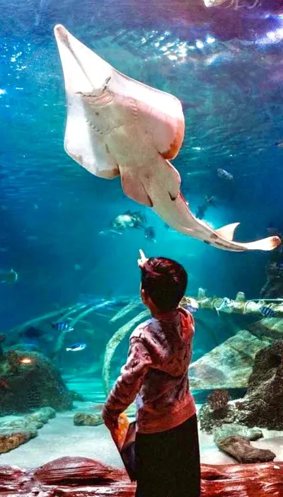 Biglietto d’ingresso per l’Istanbul Aquarium — photo 4