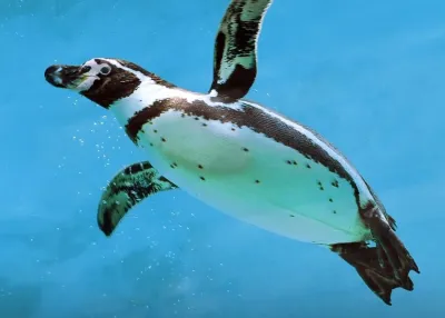 الدخول إلى Emaar Aquarium and Underwater Zoo دون انتظار التذاكر — photo 6
