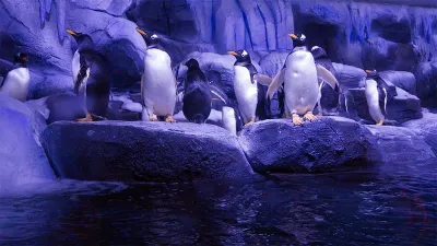 Biglietto d’ingresso per l’Istanbul Aquarium — photo 10
