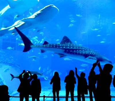 Biglietto d’ingresso per l’Istanbul Aquarium — photo 5