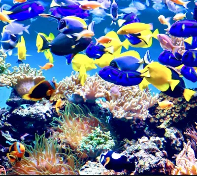 Biglietto d’ingresso per l’Istanbul Aquarium — photo 6