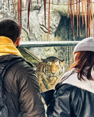 Влез во зоолошката градина Lion Park — photo 3