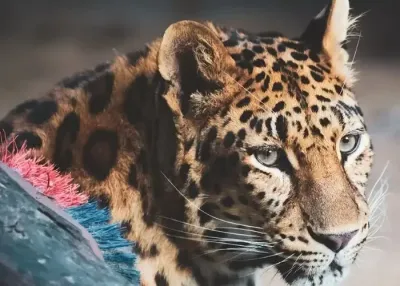Влез во зоолошката градина Lion Park — photo 2