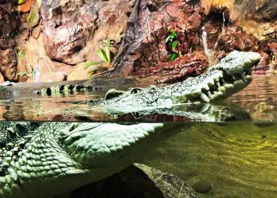 الدخول إلى Emaar Aquarium and Underwater Zoo دون انتظار التذاكر — photo 9